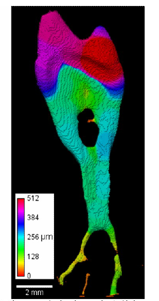 MicroCT Distance Transformation